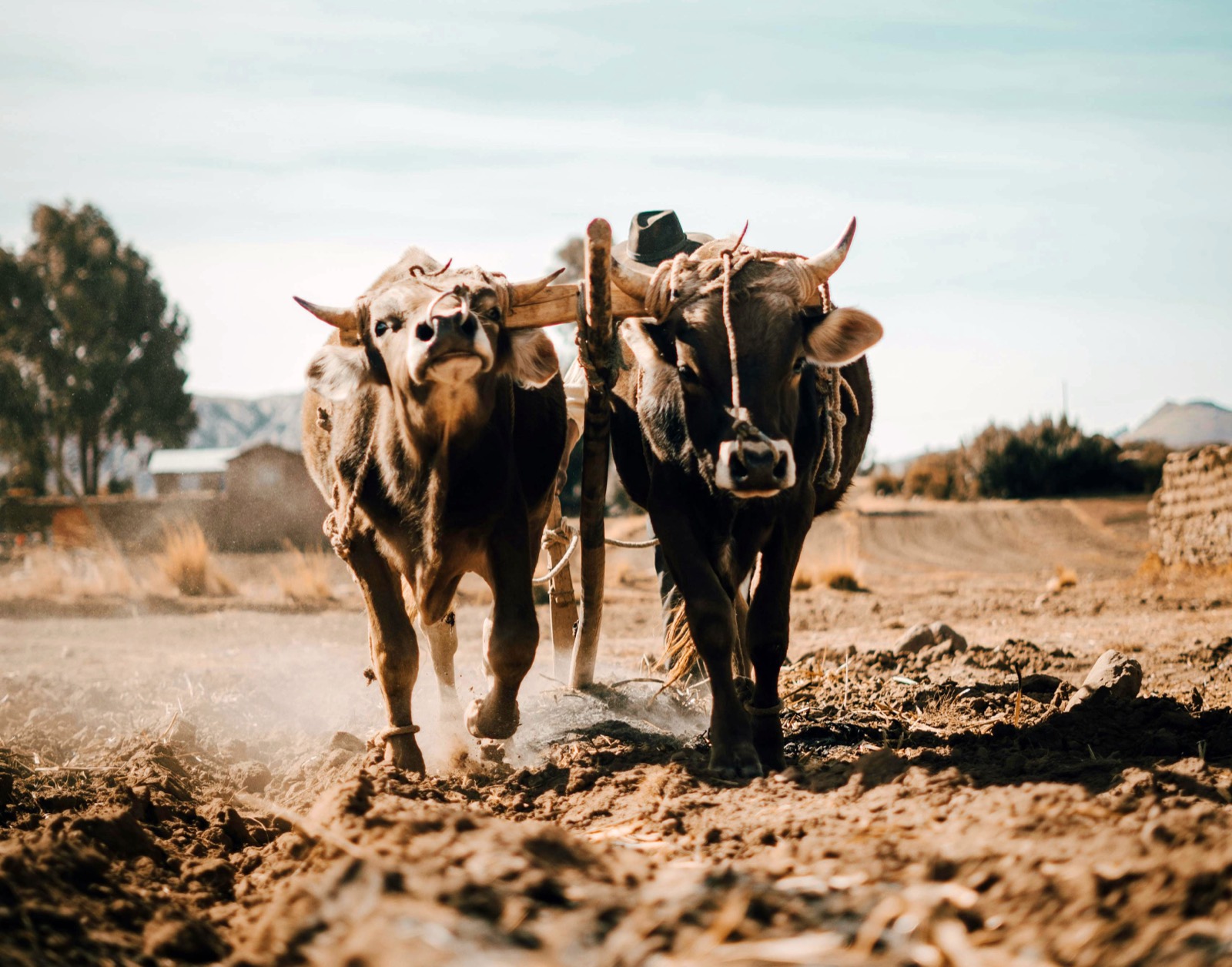 Two oxen working side by side under a wooden yoke